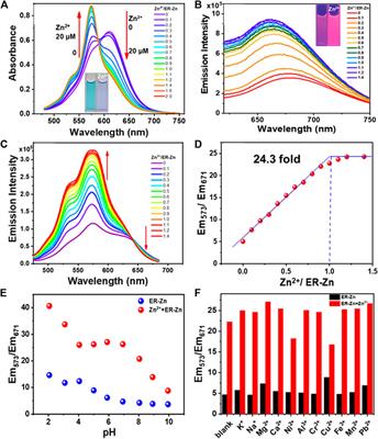 An Endoplasmic Reticulum-Targeted Ratiometric Fluorescent Molecule Reveals Zn2+ Micro-Dynamics During Drug-Induced Organelle Ionic Disorder